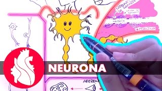 Sistema Nervioso  La neurona [upl. by Ynej]