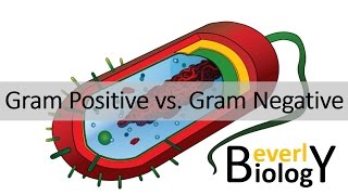 Gram Positive vs Gram Negative Bacteria [upl. by Annas239]