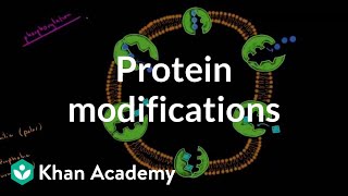 Protein modifications  Biomolecules  MCAT  Khan Academy [upl. by Amlez730]