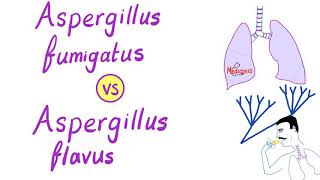 Aspergillus fumigatus VS Aspergillus flavus  Microbiology [upl. by Amrak]