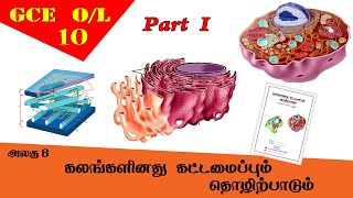 கலம்  Cell structure amp function  Grade 10 Science  GCE OL Tamil Medium [upl. by Burman]