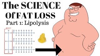 The SCIENCE of FAT LOSS Lipolysis [upl. by Nwahsit288]