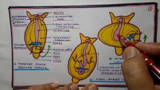 Tortion and detortion in gastropods [upl. by Nylhtac]