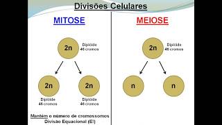 Meiose e Mitose [upl. by Armat615]