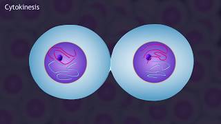 Mitosis and the Cell Cycle Animation [upl. by Hiro214]