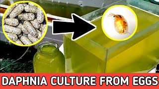 HOW TO HATCH DAPHNIA EGGS  HOW TO CULTURE DAPHNIA [upl. by Artcele]