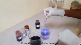 Gram staining for differentiating bacterial species [upl. by Enila326]