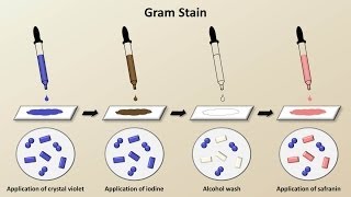 Classification of Bacteria Antibiotics  Lecture 1 [upl. by Oirottiv]