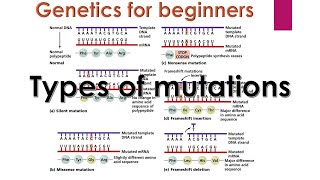 Genetic mutations  Types of mutations in genetics  Genetics for beginners [upl. by Zorah289]