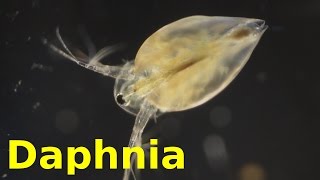 Daphnia [upl. by Anaid764]