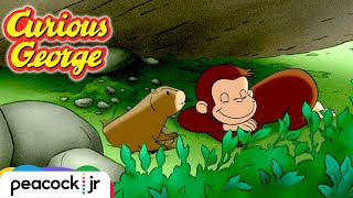 A Different Day for Groundhogs  CURIOUS GEORGE [upl. by Akisey623]