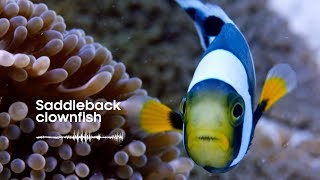 Fish Sounds Do fish talk to each other  BBC Earth Explore [upl. by Diarmid]