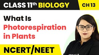 Class 11 Biology Chapter 13  What Is Photorespiration in Plants  Photosynthesis in Higher Plants [upl. by Neerak894]