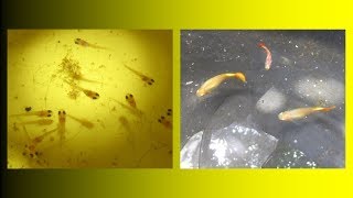 How Many Male and Female Guppies is Best for Breeding [upl. by Pappano]