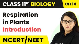 Class 11 Biology Chapter 14  Respiration in Plants  Introduction [upl. by Hendrik]