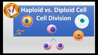 Haploid vs Diploid cell and Cell division [upl. by Osicran]