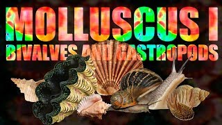 Mollusca I  Bivalves and Gastropods [upl. by Laise]