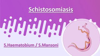 Schistosomiasis  SHaematobium  SMansoni [upl. by Husha216]