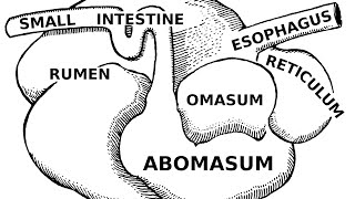 Digestive Systems of Livestock Anatomy [upl. by Ozmo]