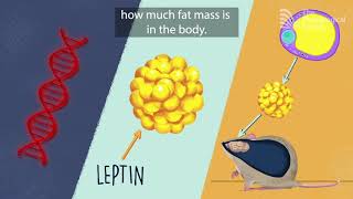 The genetic basis of obesity [upl. by Einomrah]