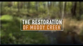 The Restoration of Muddy Creek [upl. by Geiger]