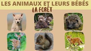 Les animaux de la forêt et leurs bébés [upl. by Eelsha]