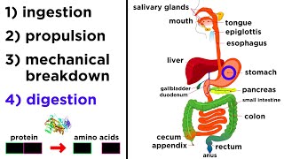 The Digestive System [upl. by Haron]