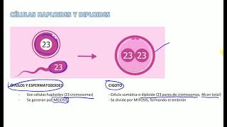 Células haploides y diploides [upl. by Aivad]