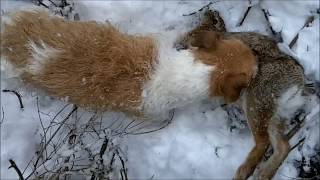 JACK RUSSELL TERRIER DOGS HUNT FERAL RABBITS [upl. by Atinrehs]