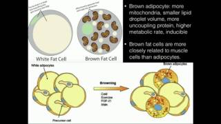 Uncoupling Proteins Thermogenin Produce HEAT [upl. by Clemence901]