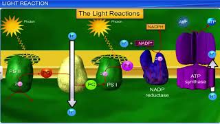 CBSE Class 11 Biology  Photosynthesis in Higher Plants  Full Chapter  By Shiksha House [upl. by Nauqat]