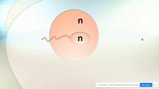 Haploid vs Diploid amp Homologous Chromosomes [upl. by Mellins]