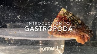 Introduction to Gastropoda [upl. by Elinore]