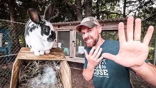 5 Mistakes to Avoid When Raising Rabbits [upl. by Nevanod898]