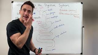 Overview of the Digestive System [upl. by Knuth]