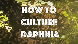 How To Culture Daphnia Magna [upl. by Nosiddam505]