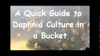 How to culture daphnia outside [upl. by Derraj]