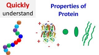 Properties of proteins  Protein Properties [upl. by Schwenk]