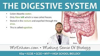 The Digestive System  GCSE Biology 91 [upl. by Kosaka143]