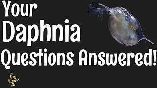 Daphnia Questions Answered [upl. by Droffats]