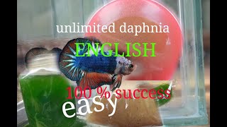 daphnia moina culture Easy way Unlimited production English  with sub Green water Chlorella [upl. by Ilime]