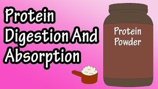 Protein Digestion And Absorption  Protein Metabolism [upl. by Berhley]