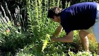 Penstemon Deadheading  Maintenance [upl. by Norok]