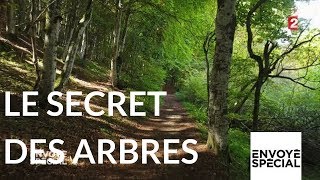 Envoyé spécial Le secret des arbres  26 octobre 2017 France 2 [upl. by Cordula]