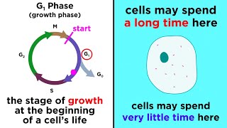 The Cell Cycle and its Regulation [upl. by Herzberg322]