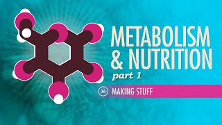 Metabolism amp Nutrition Part 1 Crash Course Anatomy amp Physiology 36 [upl. by Utley]