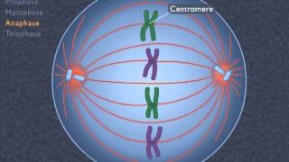 Animation How the Cell Cycle Works [upl. by Notsirk]