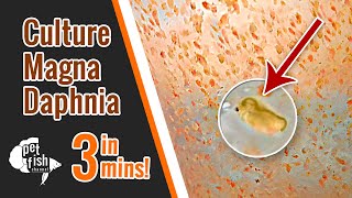 How to culture DAPHNIA MAGNA  The easy way [upl. by Konrad]