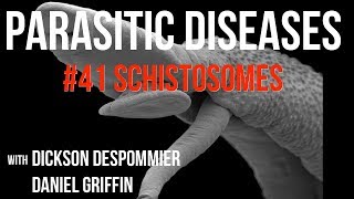 Parasitic Diseases Lectures 41 Schistosomes [upl. by Annail]