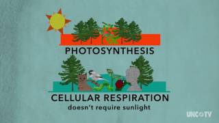 Plant Respiration  Sci NC  PBS North Carolina [upl. by Olwena]